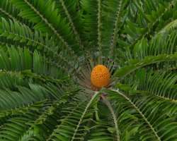It is home to the oldest pot plant named Jurassic cycad (Encephalartos altensteinii) all over the world.  It was brought in the garden by Frances Mass